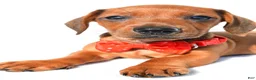 Miniature Dachshund dogs for sale: Joey - Ad 3