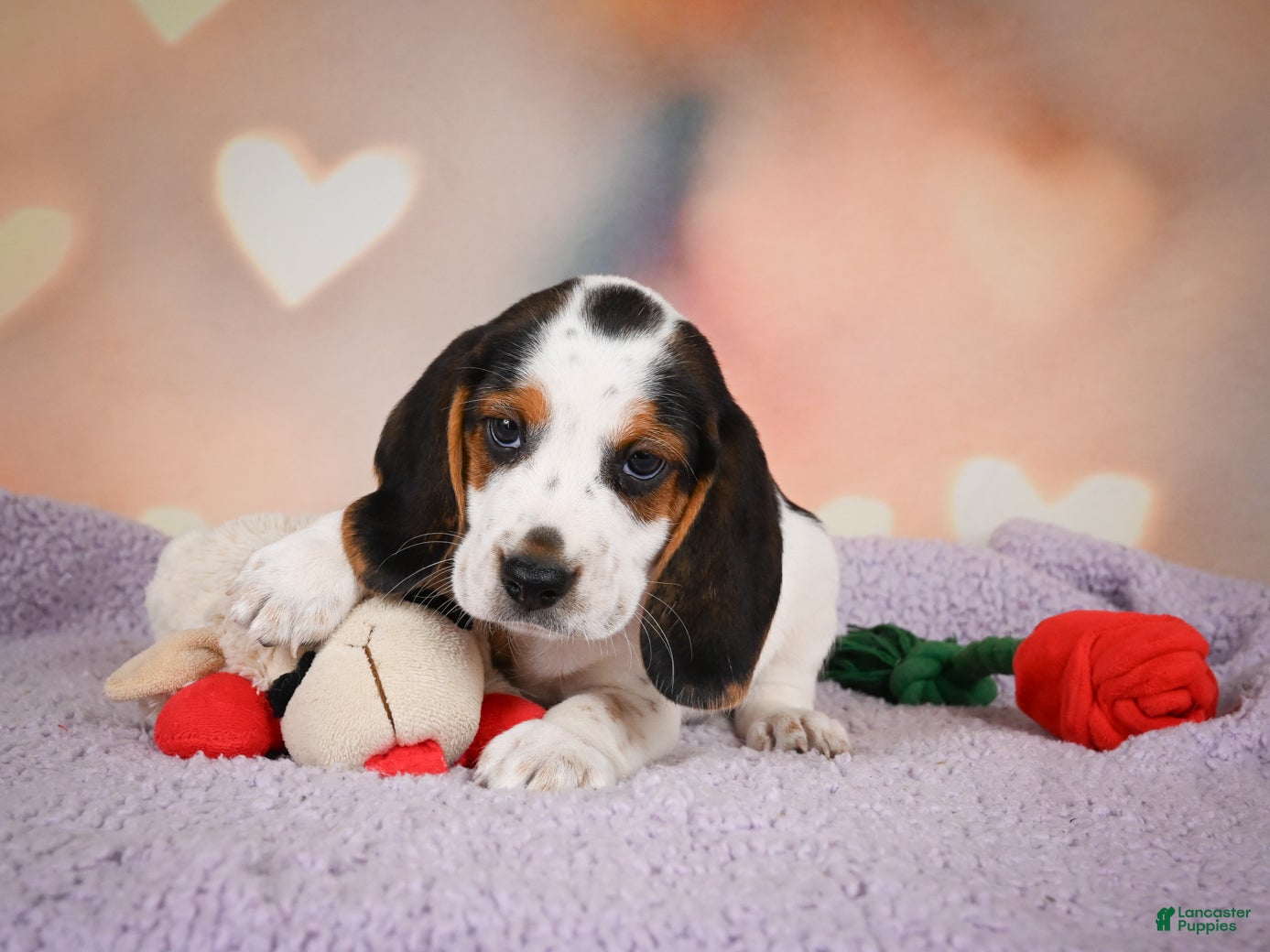 Beagle dogs OTIS - Ad 1