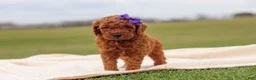 Mini Goldendoodle dogs for sale: Tilly - Ad 5