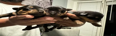 Rottweiler Puppy 3