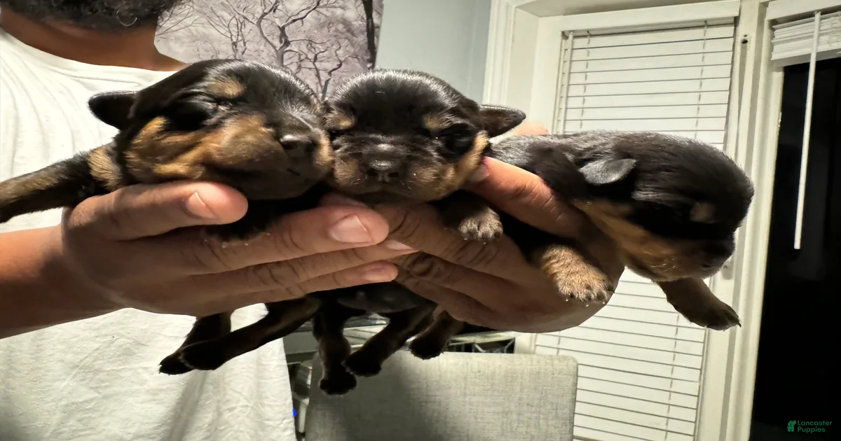 Rottweiler Puppy 3 Rottweiler for sale in Detroit | Lancaster Puppies