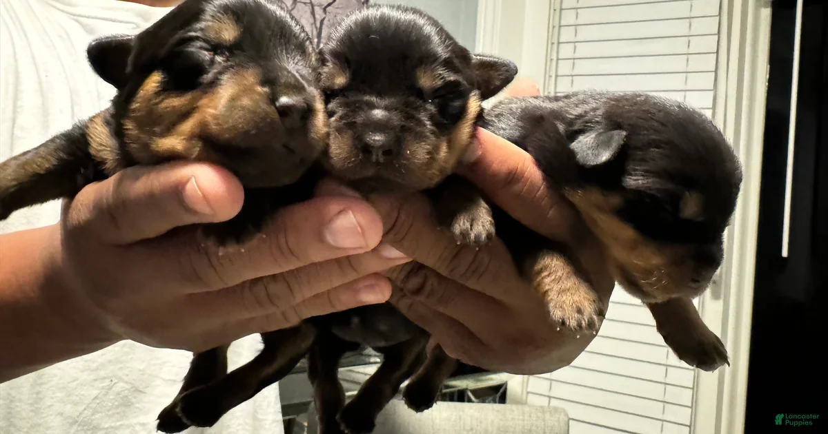 Rottweiler Puppy 3 Rottweiler for sale in Detroit | Lancaster Puppies