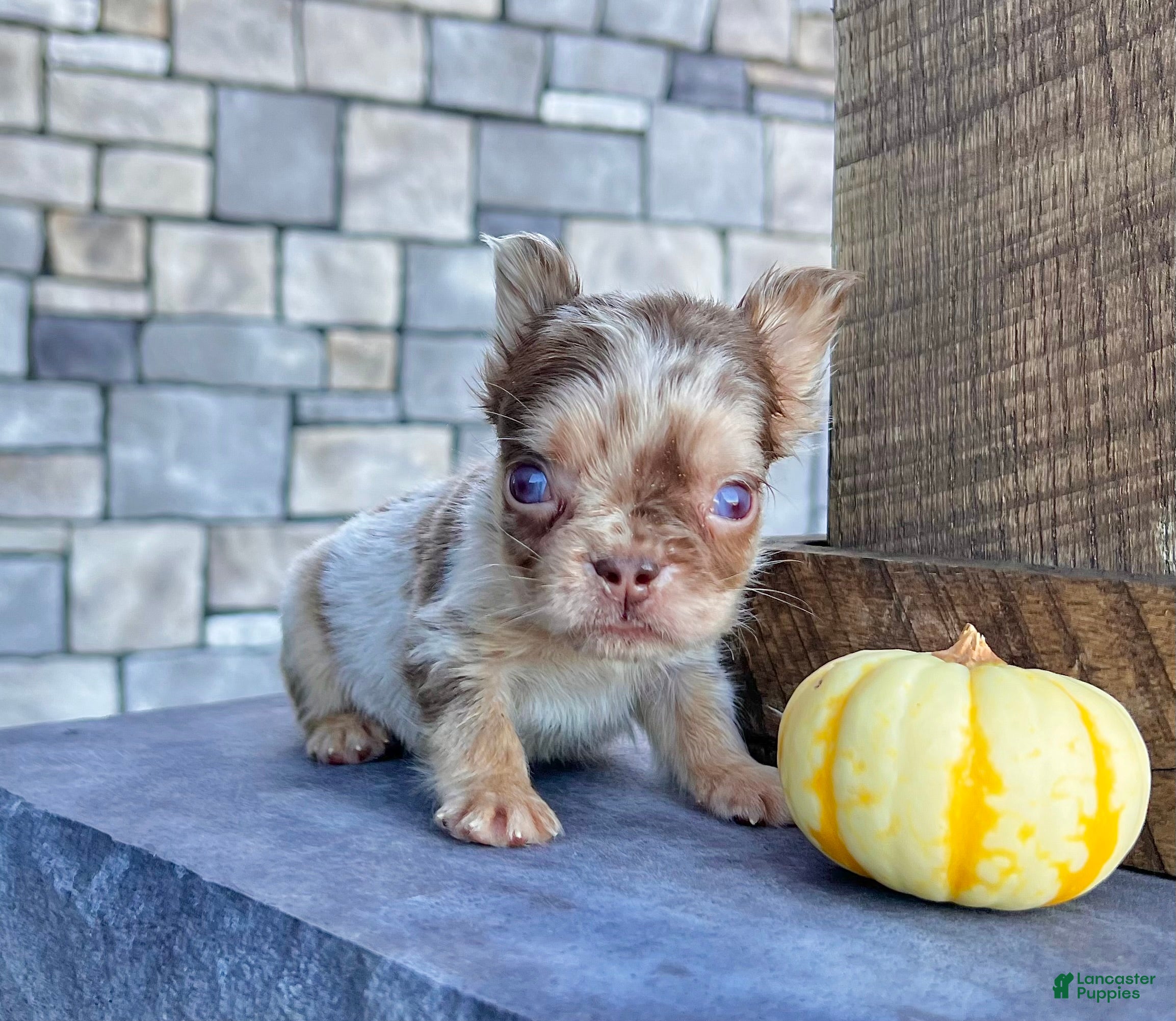 French Bulldog dogs Harley - Ad 19