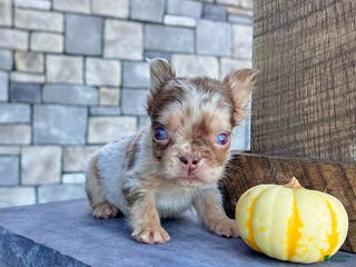 French Bulldog dogs Harley - Ad 26