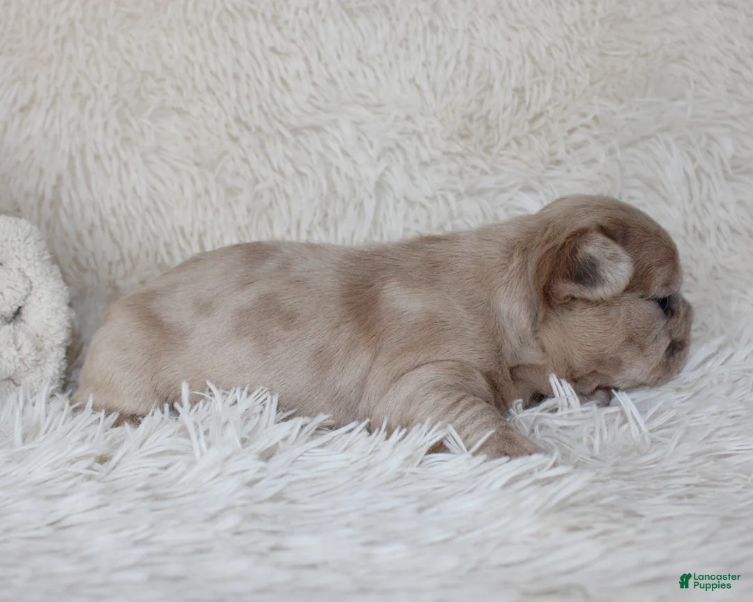 French Bulldog dogs for sale: Lassie - Ad 5