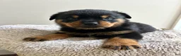 Rottweiler dogs for sale: Hershey - Ad 2