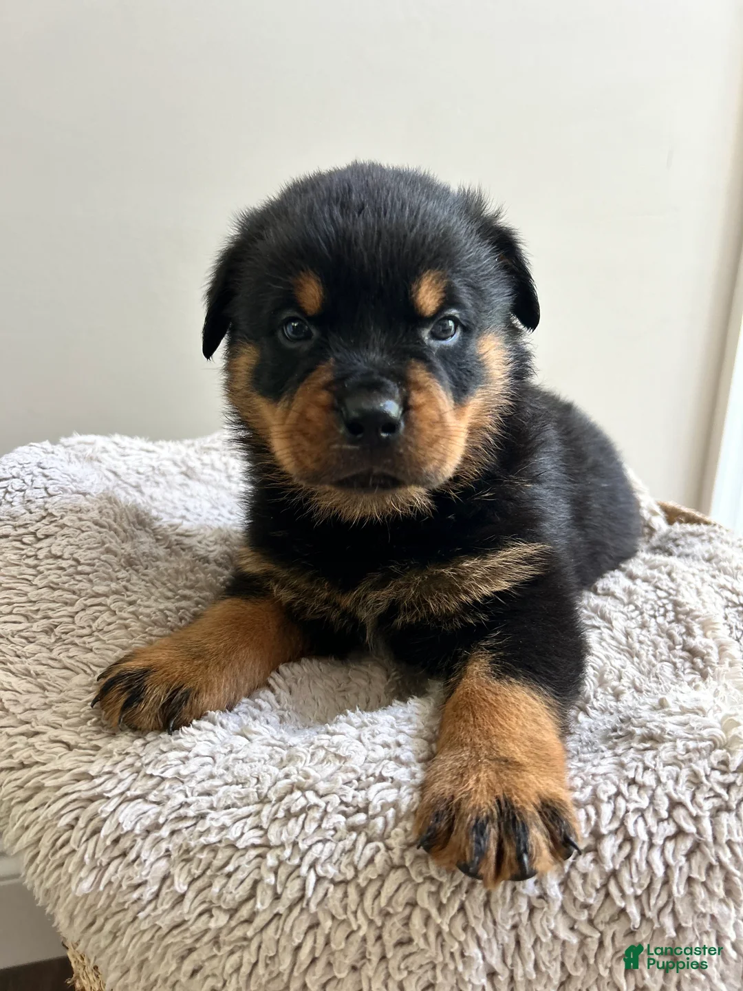 Rottweiler dogs for sale: Hershey - Ad 2