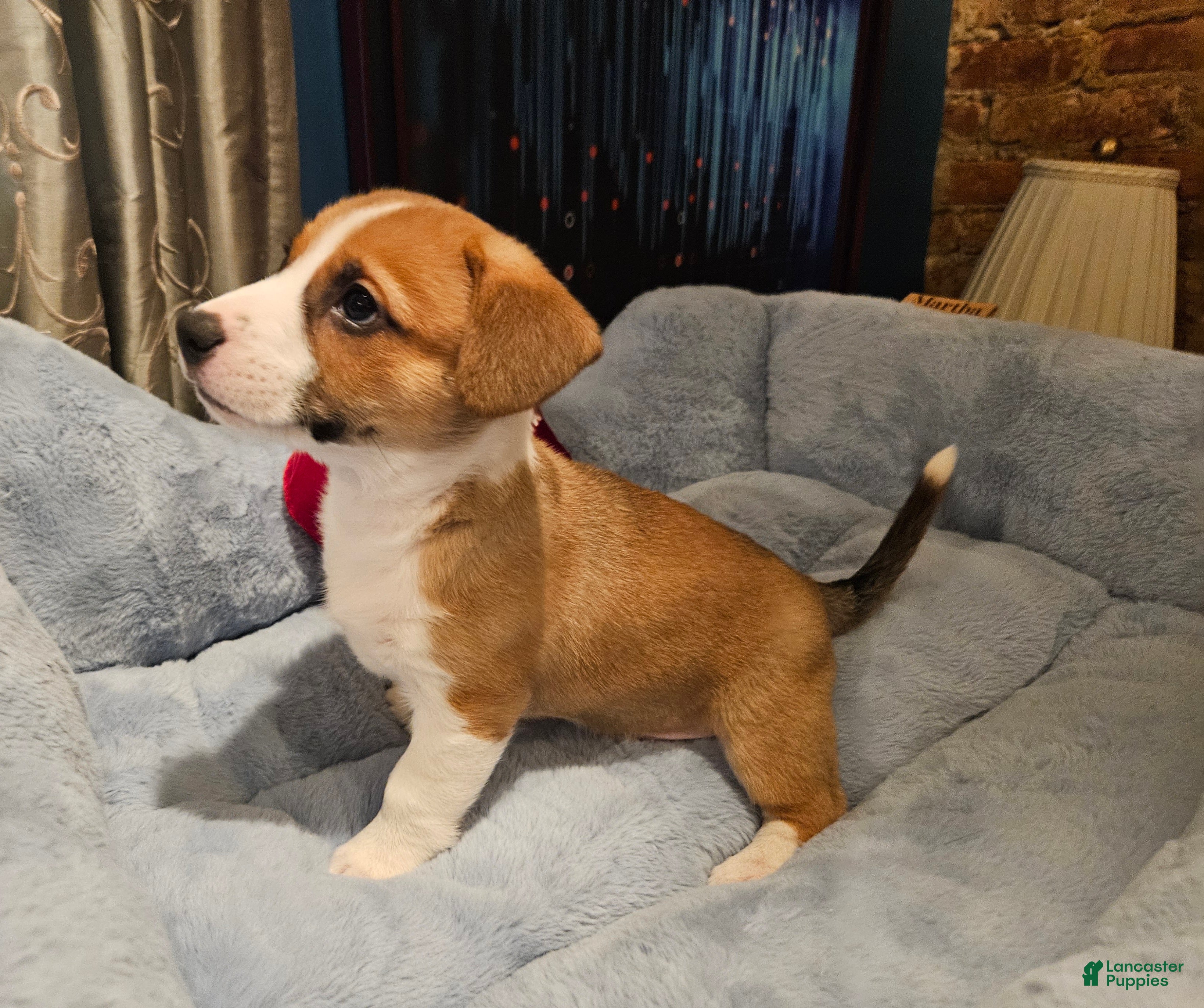 Mixed Breed dogs Indiana Jones - Ad 3