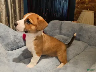 Mixed Breed dogs Indiana Jones - Ad 3