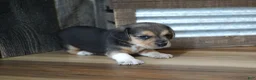 Beagle dogs for sale: Chase - Ad 8