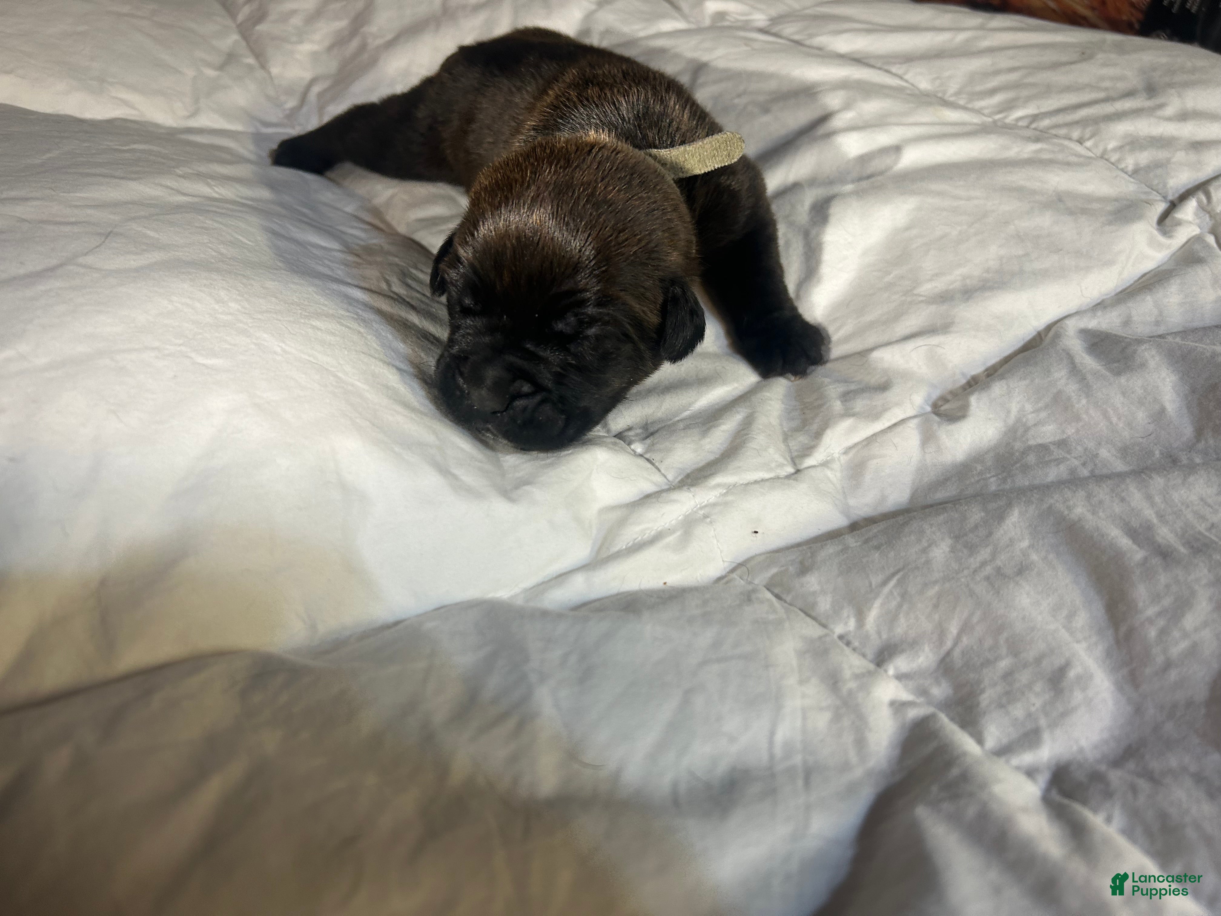 Cane Corso dogs Cane Corso Puppy 8 - Ad 5