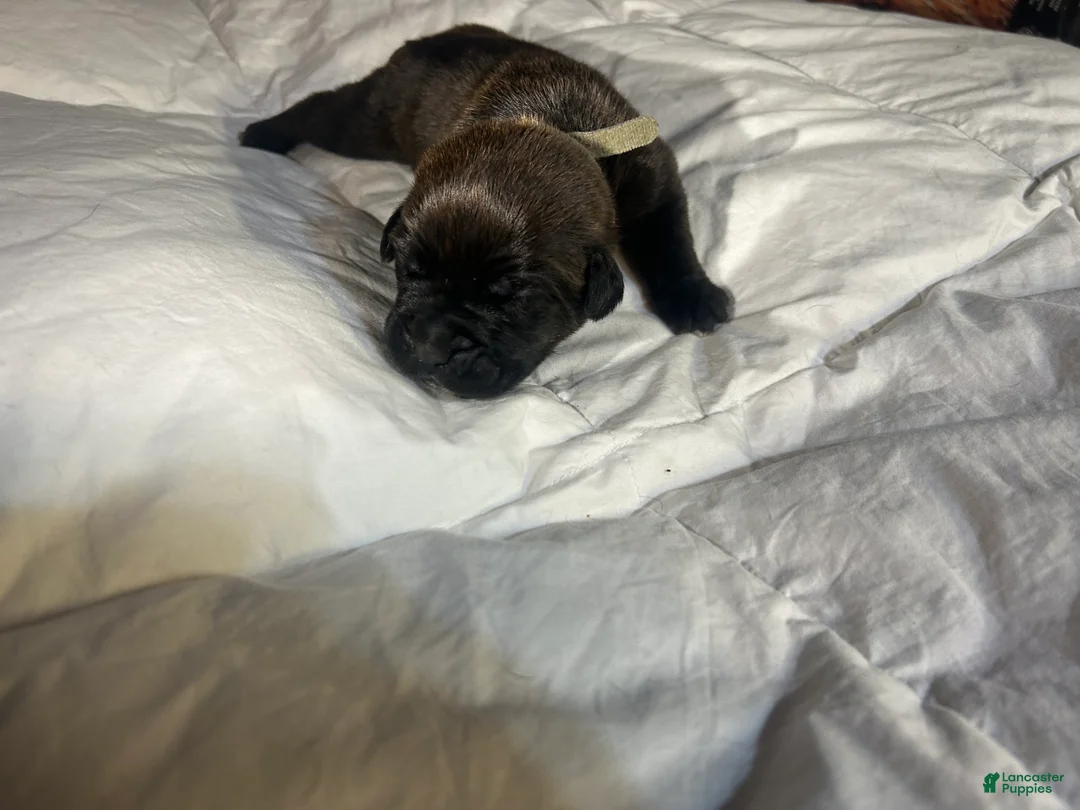 Cane Corso dogs for sale: Cane Corso Puppy 8 - Ad 1