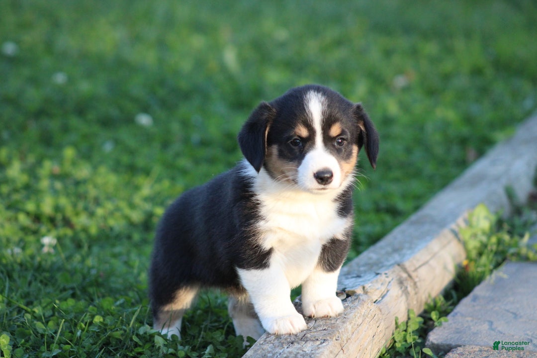 Mixed Breed dogs for sale: Arlo - Ad 3