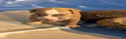 Mixed Breed dogs for sale: Duece  - Ad 1