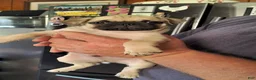 Pug dogs for sale: Logan - Ad 5