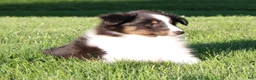 Shetland Sheepdog dogs for sale: Sydney - Ad 8