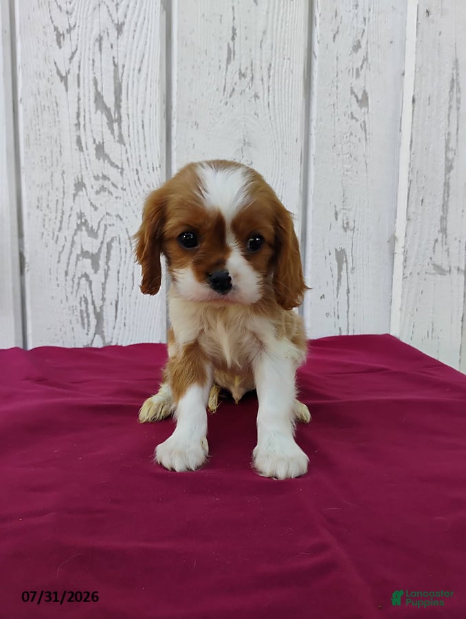 Cavalier King Charles Spaniel dogs Roscoe - Ad 1