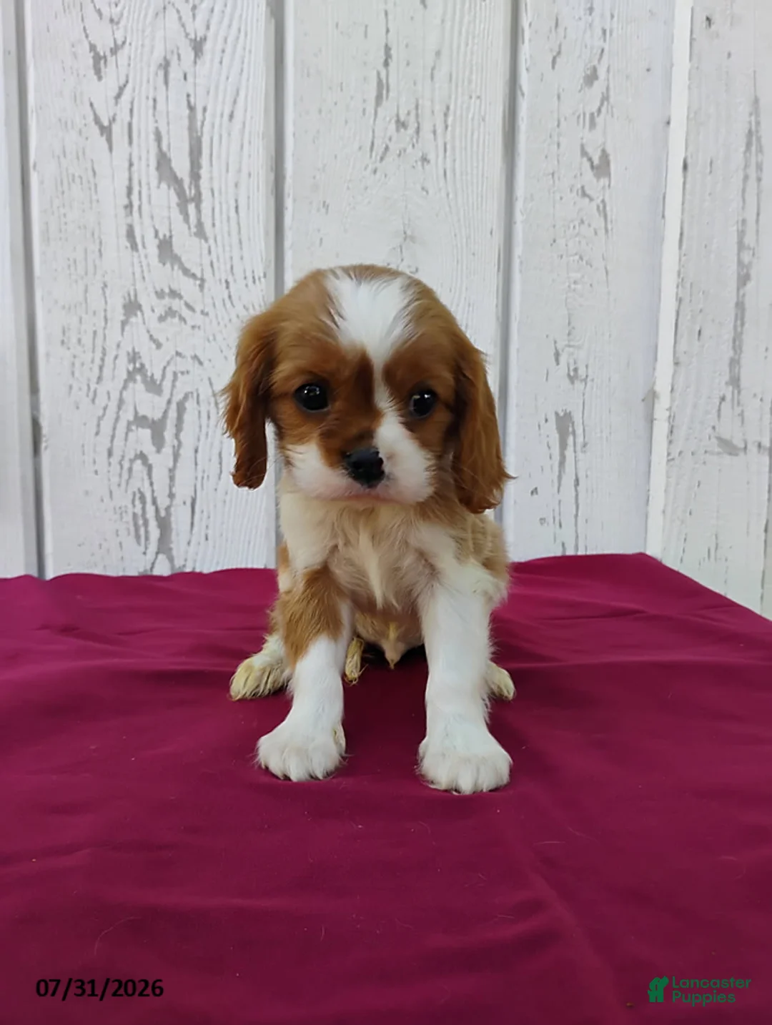 Cavalier King Charles Spaniel dogs for sale: Roscoe - Ad 1
