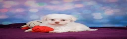 Maltese dogs for sale: Penny - Ad 12