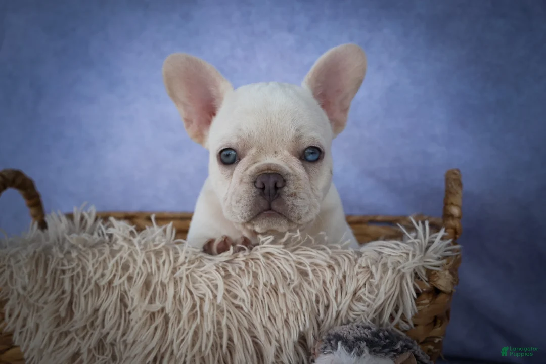 French Bulldog dogs for sale: Tulip🩷  - Ad 2