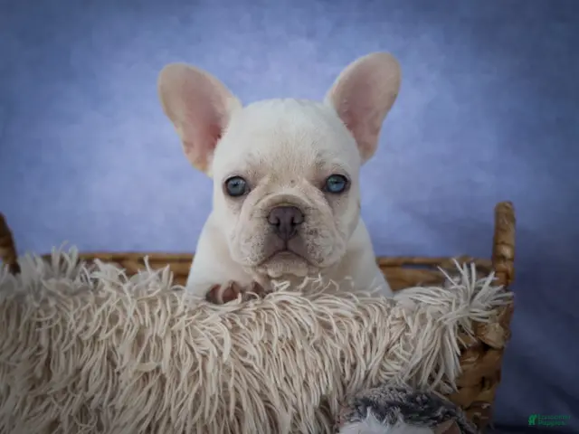 French Bulldog dogs for sale: Tulip🩷 - Ad 2