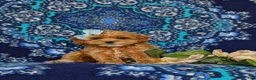 Cockapoo dogs for sale: Francesca 9 lbs Full Grown - Ad 3