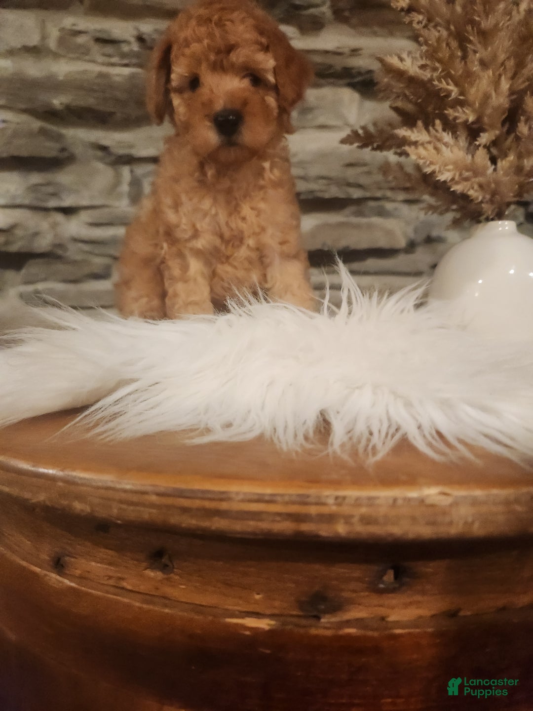 Mini Goldendoodle dogs for sale: JETT - MINI GOLDENDOODLE LOVELY PUPPY (RICHLAND, PA) - F1BB - Ad 3
