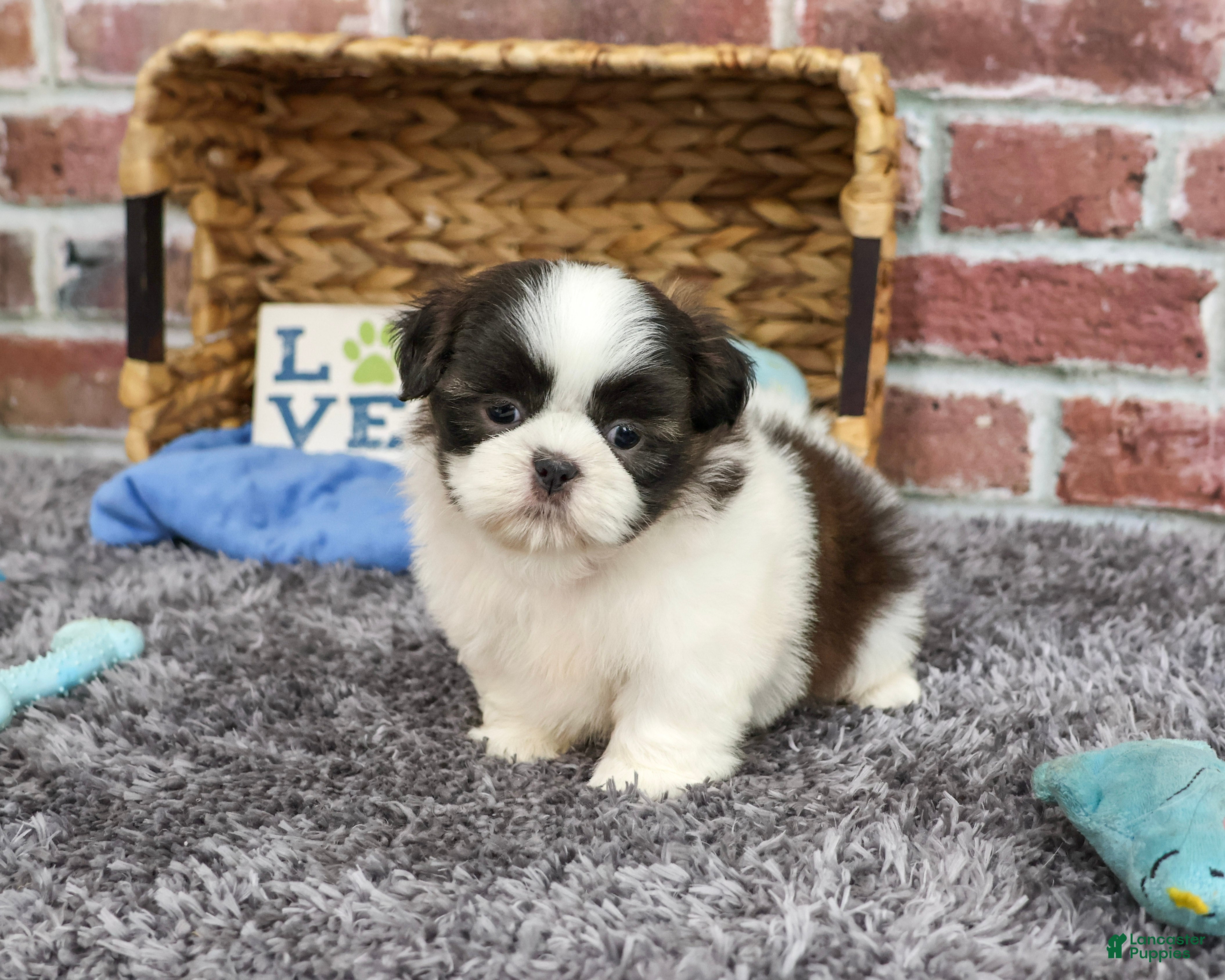 Shih Tzu dogs Arlo - Ad 36