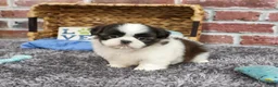 Shih Tzu dogs for sale: Arlo - Ad 1
