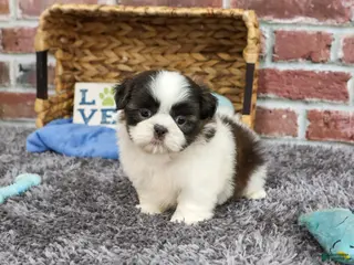 Shih Tzu dogs Arlo - Ad 23
