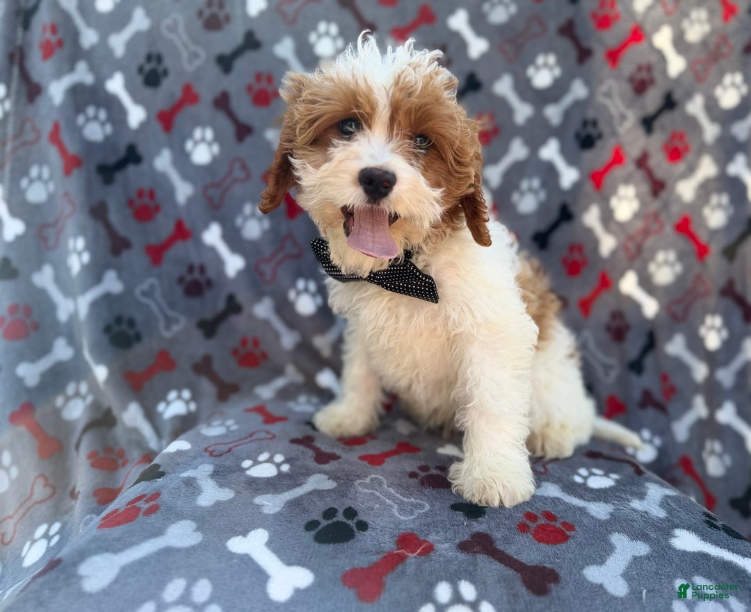 Cavapoo dogs for sale: Twix - Ad 2