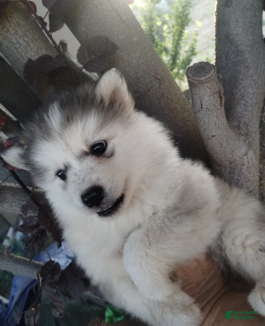 Alaskan Malamute dogs for sale: Girl 1 - Ad 2