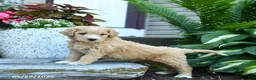 Goldendoodle dogs for sale: Mushroom - Ad 3