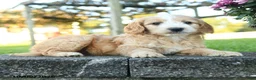 Mini Goldendoodle dogs for sale: Aldric - Ad 3