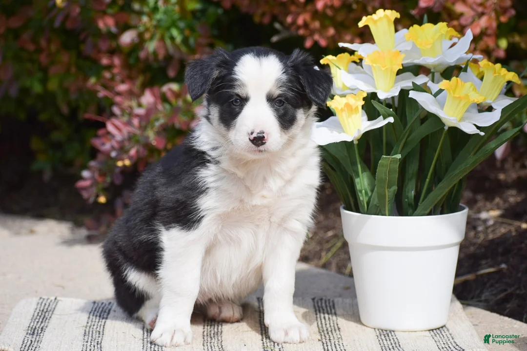 Border Collie dogs for sale: Dove - Ad 1