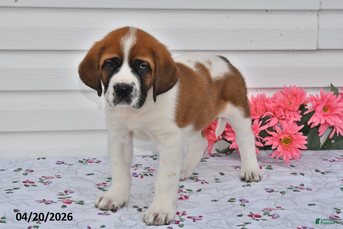Saint Bernard dogs Buddy - Ad 2