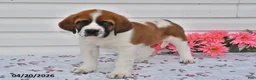 Saint Bernard dogs for sale: Buddy - Ad 2