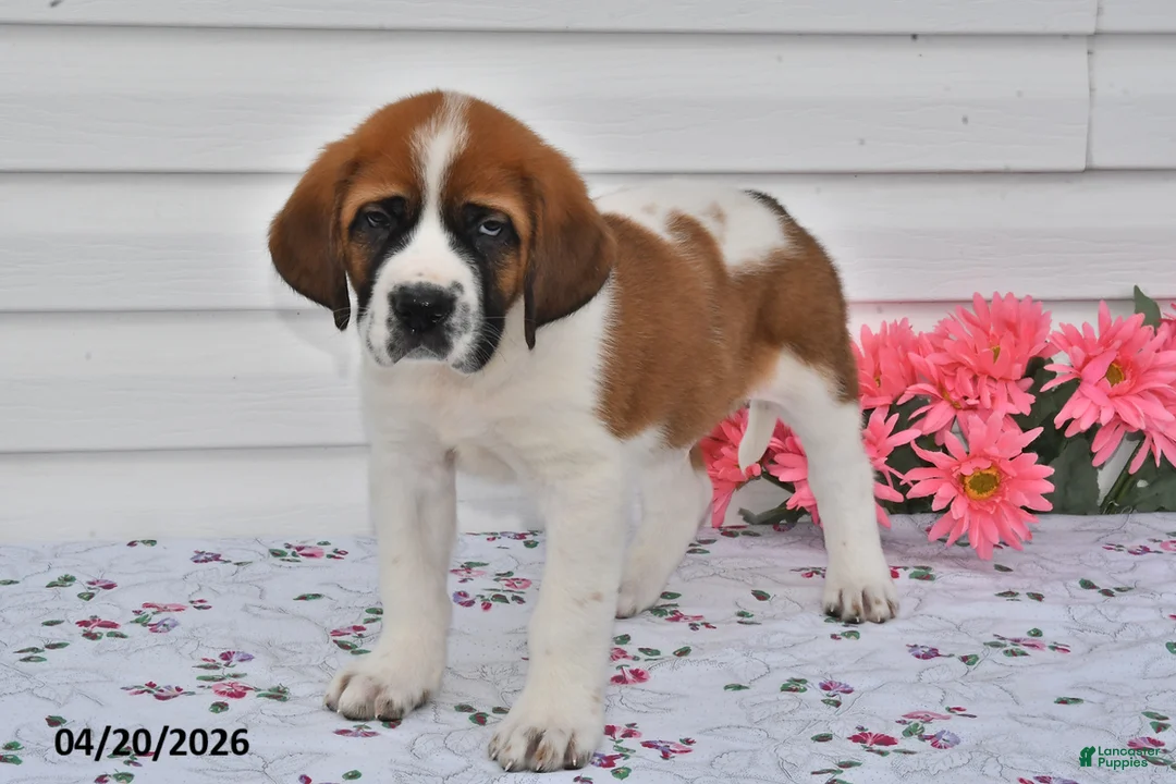 Saint Bernard dogs for sale: Buddy - Ad 2