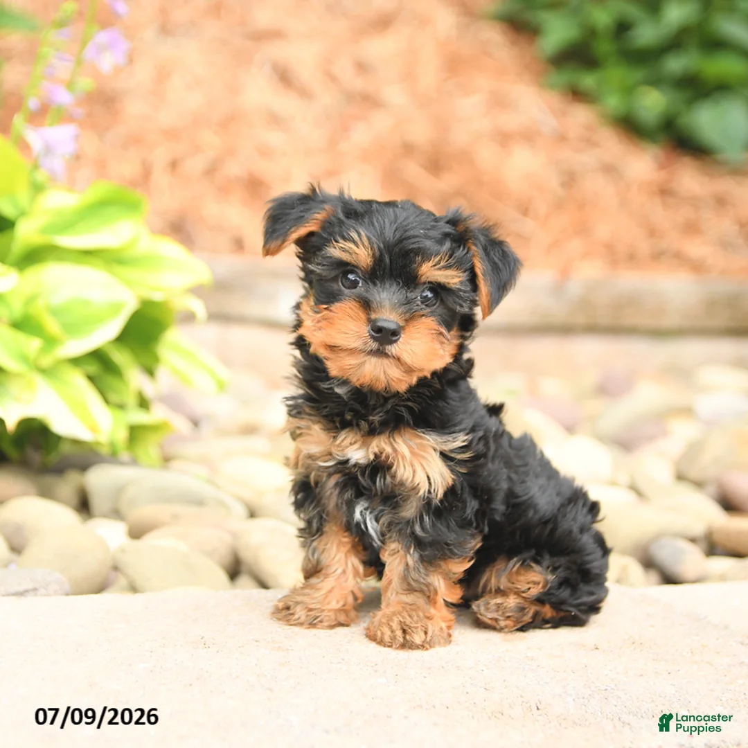 Yorkshire Terrier dogs for sale: Scott - Ad 2
