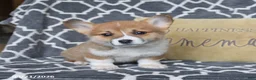 Welsh Corgi Pembroke dogs for sale: Honey - Ad 5