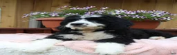 Bernedoodle dogs for sale: Ava - Ad 4