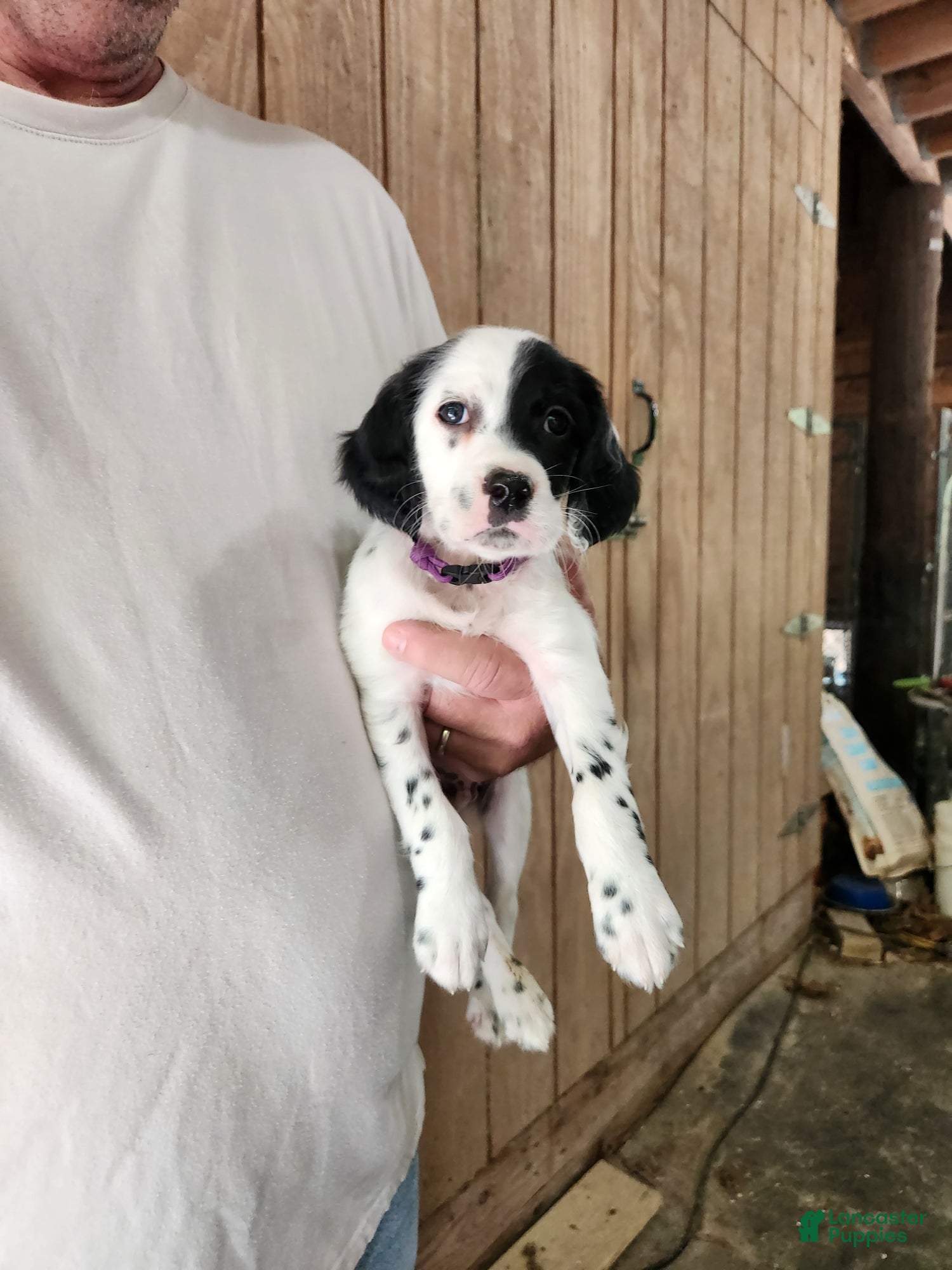English Setter dogs Llewllin Setter Male 1 - Ad 3