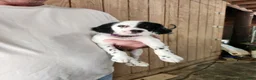 English Setter dogs for sale: Llewllin Setter Male 1 - Ad 1