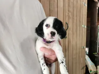 English Setter dogs Llewllin Setter Male 1 - Ad 3