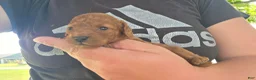 Cavapoo dogs for sale: Fletcher - Ad 3