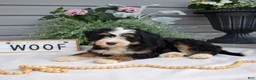 Mini Bernedoodle dogs for sale: Cedar - Ad 3