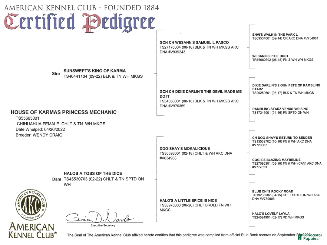 Chihuahua dogs for sale: Chihuahua Puppy 1 - Ad 3