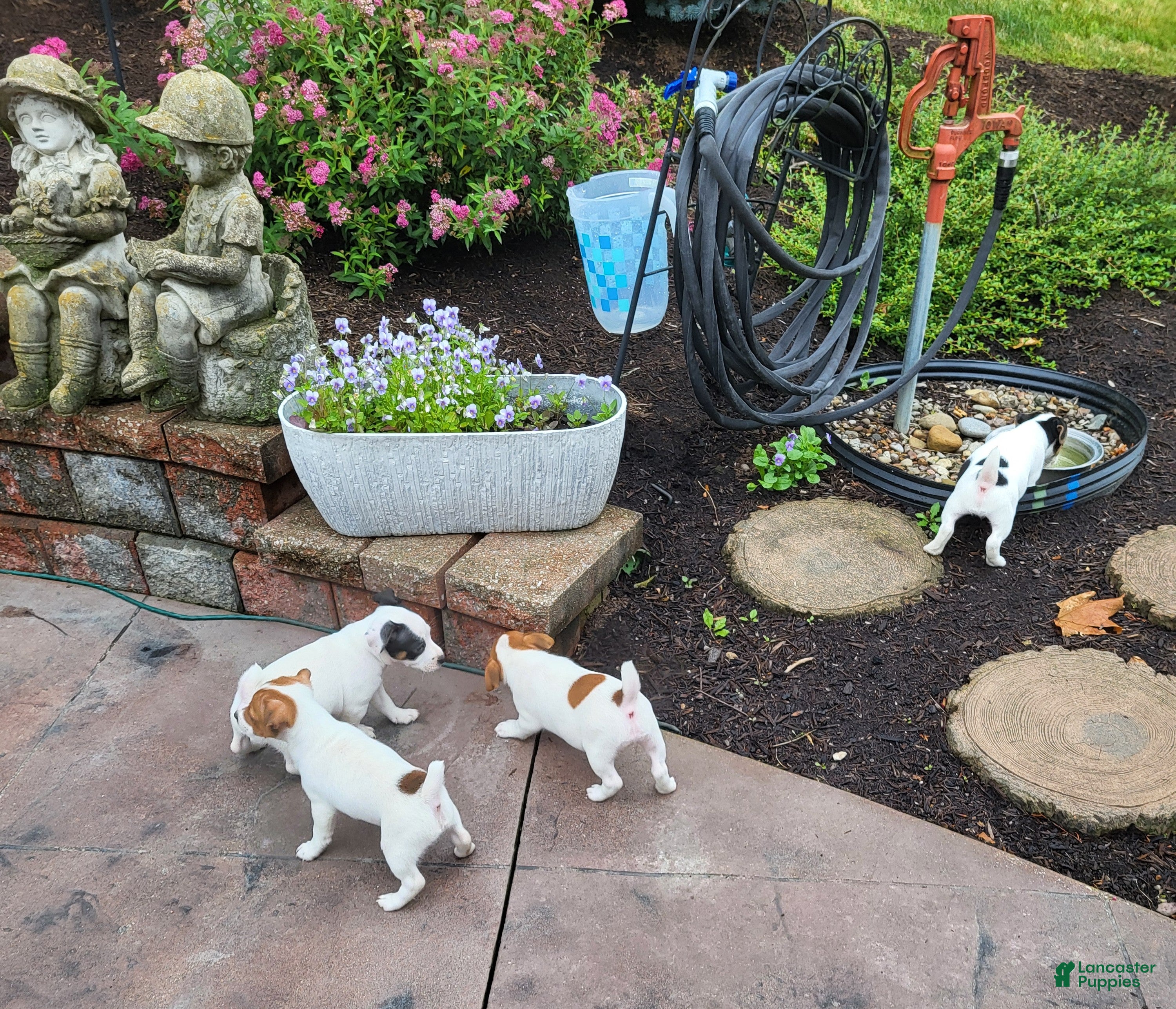 Jack Russell Terrier dogs Jack Russell Terrier 4 - Ad 2