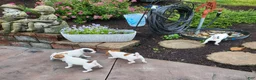 Jack Russell Terrier dogs for sale: Jack Russell Terrier 4 - Ad 2
