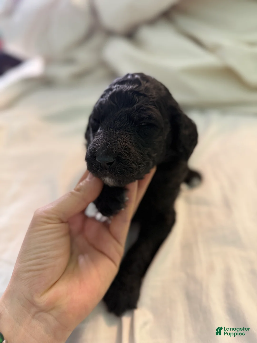 Standard Poodle dogs for sale: Standard Poodle Puppy 4 - Ad 6